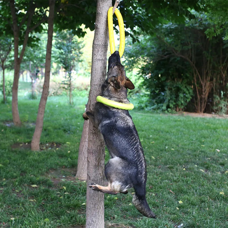 Dog Flying Discs